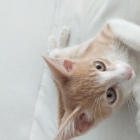 Tekir Kedi, Kedi  Minnos fotoğrafı
