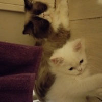 İran Kedisi (Persian), Kedi  Duman fotoğrafı