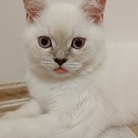 British Shorthair, Kedi  Kaymak fotoğrafı