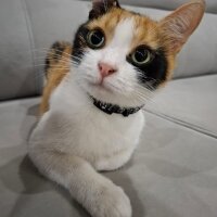 Tekir Kedi, Kedi  Karamel fotoğrafı