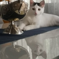 Tekir Kedi, Kedi  Kontes fotoğrafı