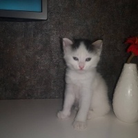 Tekir Kedi, Kedi  Kontes fotoğrafı