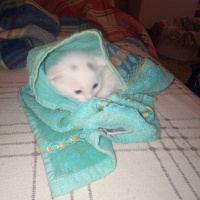 Van Kedisi, Kedi  Pamuk fotoğrafı