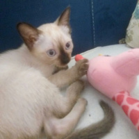 Van Kedisi, Kedi  Pamuk fotoğrafı