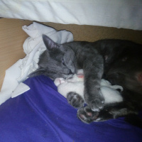 Van Kedisi, Kedi  Pamuk fotoğrafı