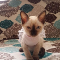 Van Kedisi, Kedi  Pamuk fotoğrafı