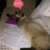 Van Kedisi, Kedi  Pamuk fotoğrafı