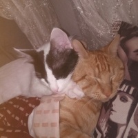 Van Kedisi, Kedi  Pamuk fotoğrafı