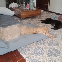 Van Kedisi, Kedi  Pamuk fotoğrafı
