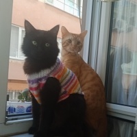 Van Kedisi, Kedi  Pamuk fotoğrafı