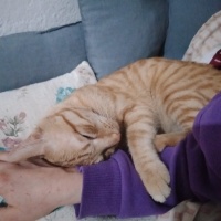 Van Kedisi, Kedi  Pamuk fotoğrafı