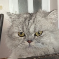 British Longhair, Kedi  Luna fotoğrafı