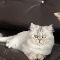 British Longhair, Kedi  Luna fotoğrafı