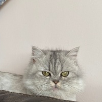 British Longhair, Kedi  Luna fotoğrafı