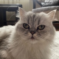 British Longhair, Kedi  Luna fotoğrafı