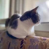 British Shorthair, Kedi  burak fotoğrafı