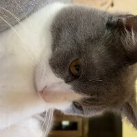 British Shorthair, Kedi  burak fotoğrafı