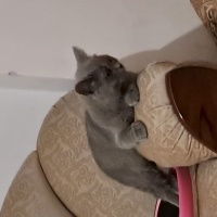 British Shorthair, Kedi  Gölge fotoğrafı