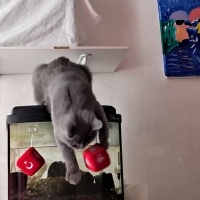 British Shorthair, Kedi  Gölge fotoğrafı
