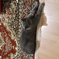 British Shorthair, Kedi  Gölge fotoğrafı
