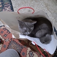 British Shorthair, Kedi  Gölge fotoğrafı