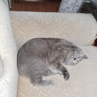 British Shorthair, Kedi  Gölge fotoğrafı