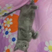 British Shorthair, Kedi  Gölge fotoğrafı