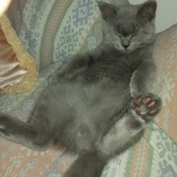 British Shorthair, Kedi  Gölge fotoğrafı
