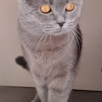 British Shorthair, Kedi  Gölge fotoğrafı