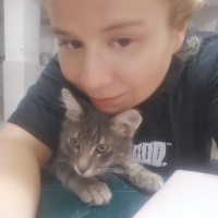 Van Kedisi, Kedi  Duman fotoğrafı