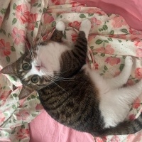 Tekir Kedi, Kedi  Zilli fotoğrafı