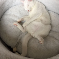 Van Kedisi, Kedi  Bulut fotoğrafı