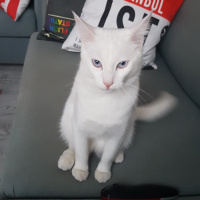 Van Kedisi, Kedi  Bulut fotoğrafı