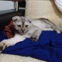 Scottish Fold, Kedi  Gölge fotoğrafı