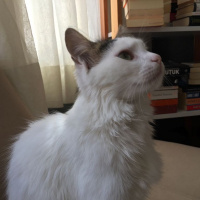 Tekir Kedi, Kedi  SÜTLAÇ fotoğrafı