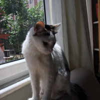Tekir Kedi, Kedi  SÜTLAÇ fotoğrafı