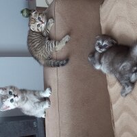 Scottish Fold, Kedi  Scotish ve British fotoğrafı