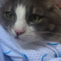  Kedi  Poma fotoğrafı