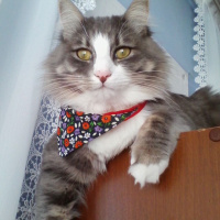  Kedi  Poma fotoğrafı