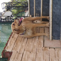 Golden Retriever, Köpek  köpük  fotoğrafı