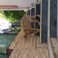 Golden Retriever, Köpek  köpük  fotoğrafı