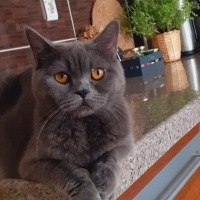British Shorthair, Kedi  Gece fotoğrafı