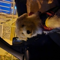 Maltese, Köpek  Teddy fotoğrafı