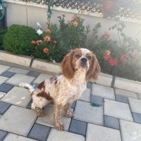 Cavalier King Charles Spanieli, Köpek  Ares fotoğrafı