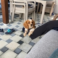 Cavalier King Charles Spanieli, Köpek  Ares fotoğrafı