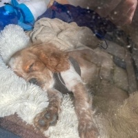 Cavalier King Charles Spanieli, Köpek  Ares fotoğrafı