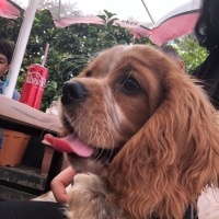 Cavalier King Charles Spanieli, Köpek  Ares fotoğrafı