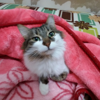Tekir Kedi, Kedi  Lisa  fotoğrafı
