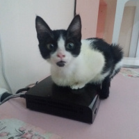 Tekir Kedi, Kedi  Lisa  fotoğrafı