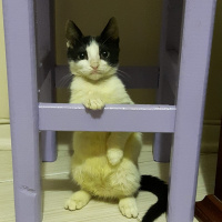 Tekir Kedi, Kedi  Lisa  fotoğrafı